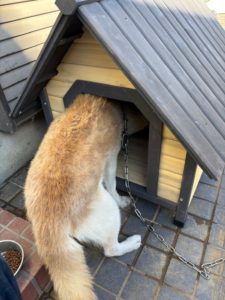 犬の新しい小屋